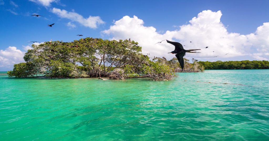 vista de un pájaro volando cerca de un manglar en la Riviera Maya