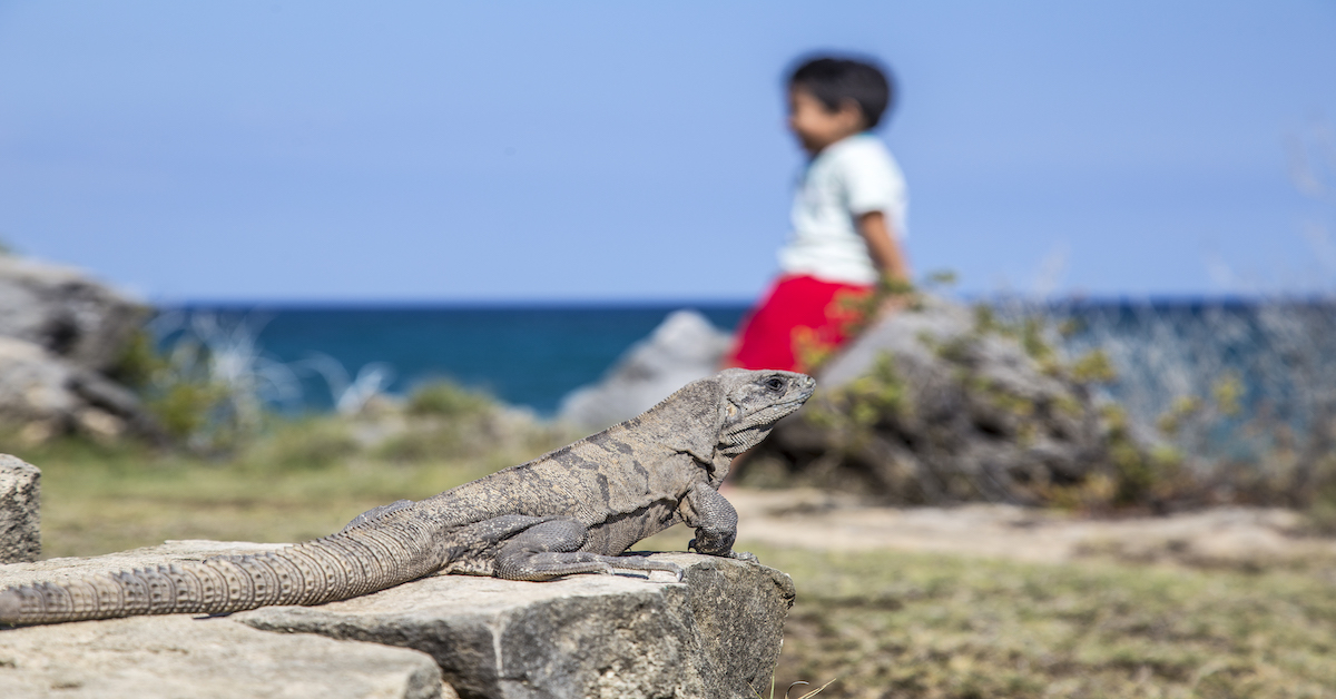 primer plano de un reptil en Tulum delante de un niño pequeño