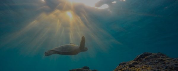 Excursión Tulum + Snorkel con tortugas en Akumal + Cenote Caracol y Caverna Sayab - Imagen 3
