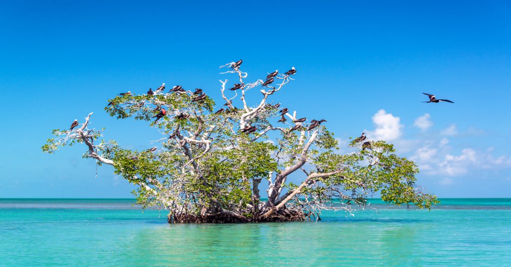 majestuosa flora y fauna en la Reserva de la Biosfera de Sian Ka'an