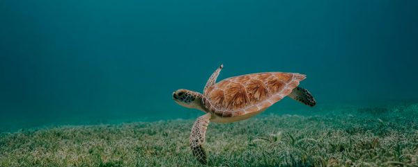 Tour Snorkel con tortugas en Akumal + cenotes - Imagen 3