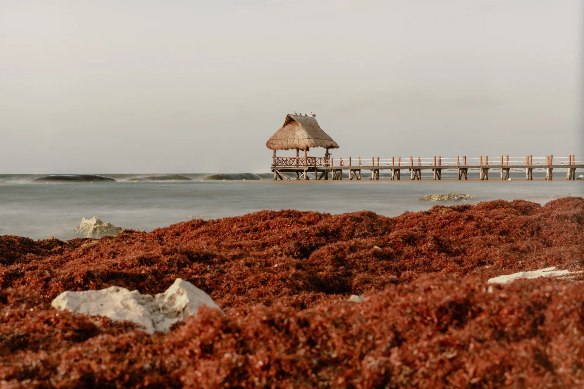 Caribe y sargazo