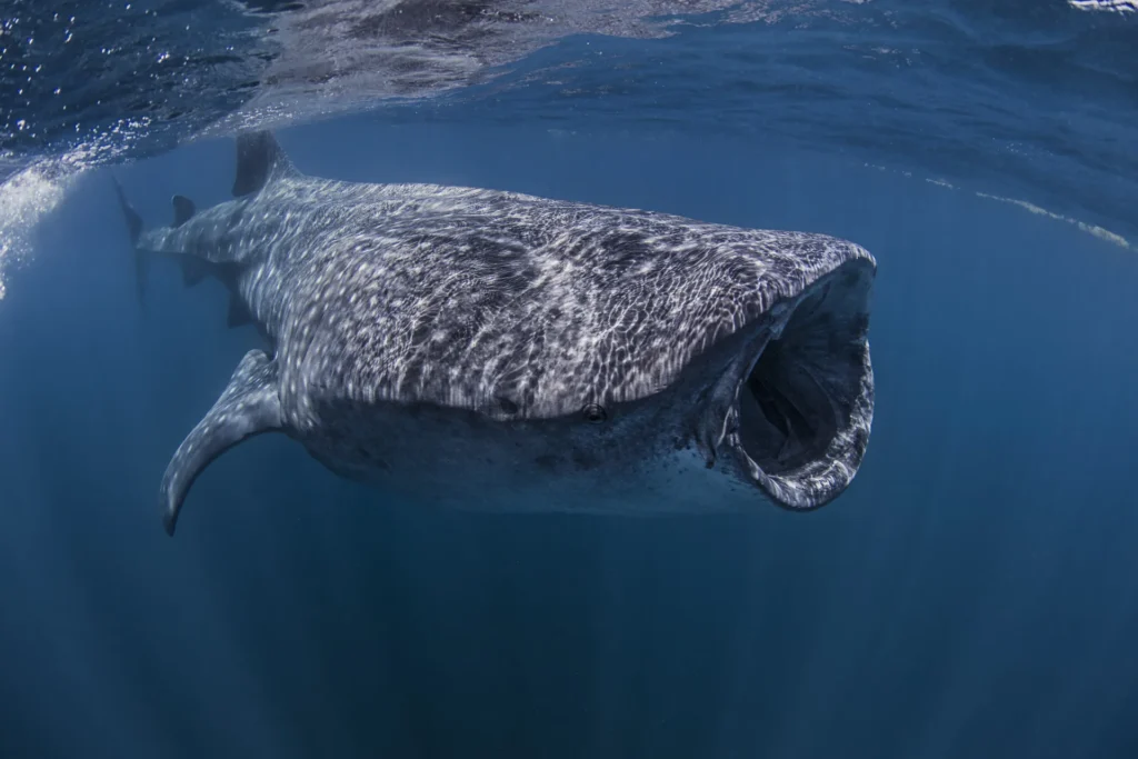 tiburón ballena snorkel