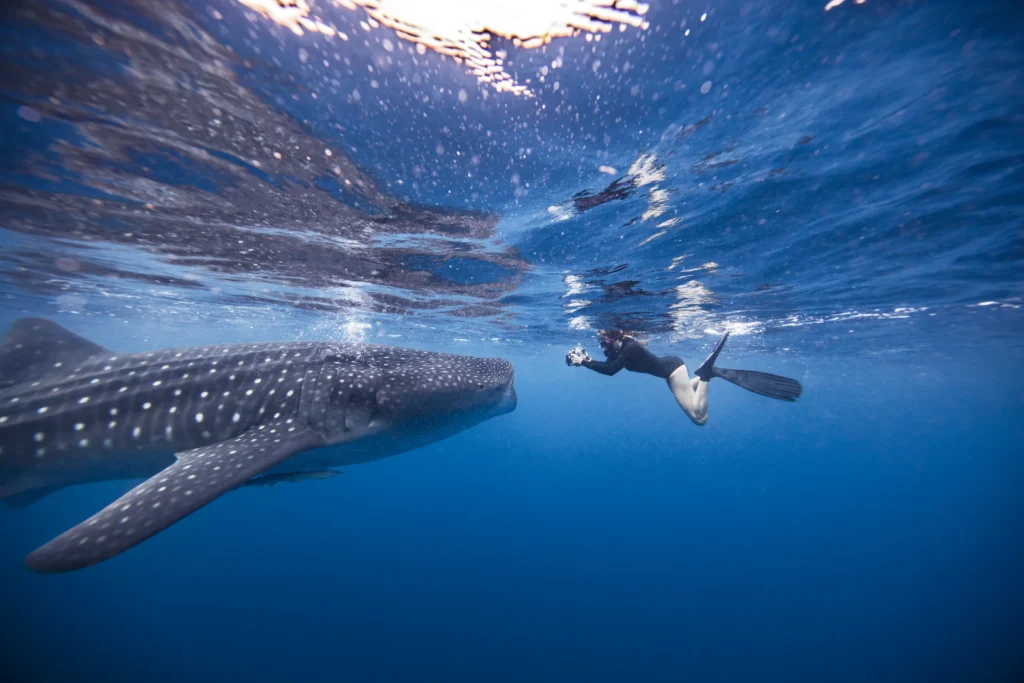 tiburón ballena