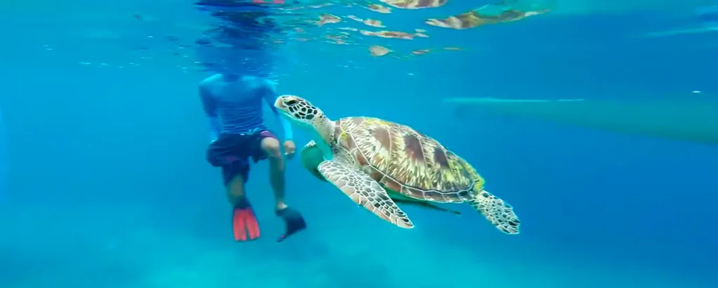 Snorkel con tortugas en Akumal
