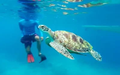 Guía completa para Visitar Akumal: qué ver, qué hacer y más