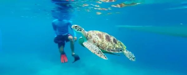 Snorkel con tortugas en Akumal