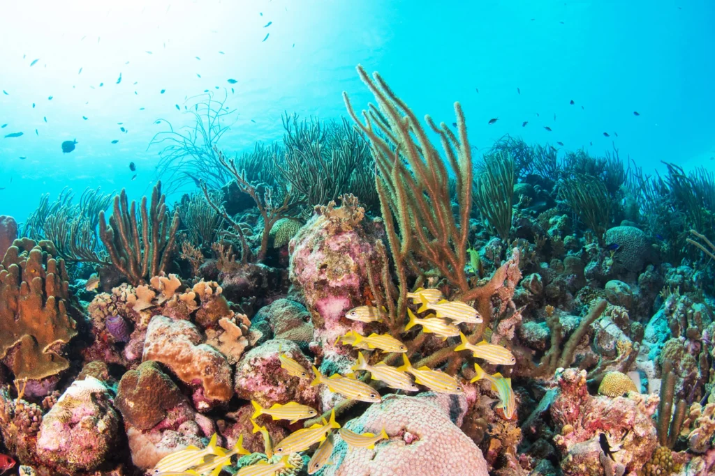 arrecife de coral