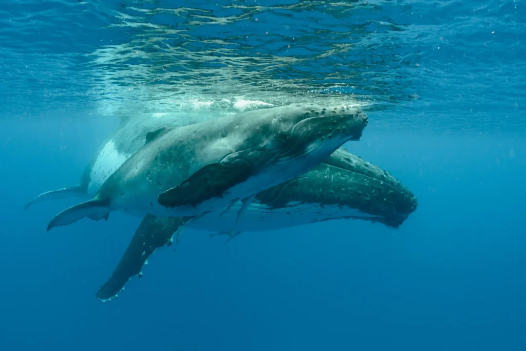 Ballenas jorobadas